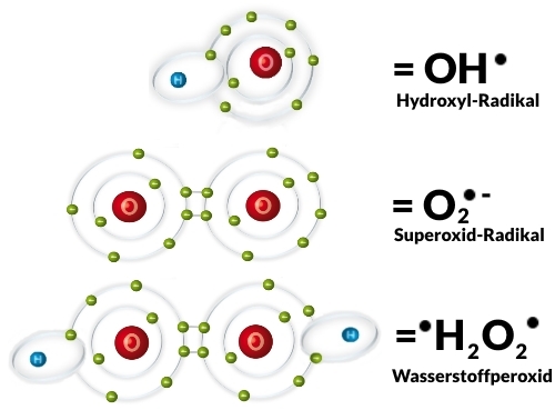 Sauerstoff-Radikale: Das Hydroxyl-Radikal und das Superoxid-Radikal haben je ein ungepaartes Elektron, Wasserstoffperoxid hat 2 ungepaarte Elektronen. Das Superoxid-Radikal hat eine negative Ladung und kann auch reduzierend wirken.