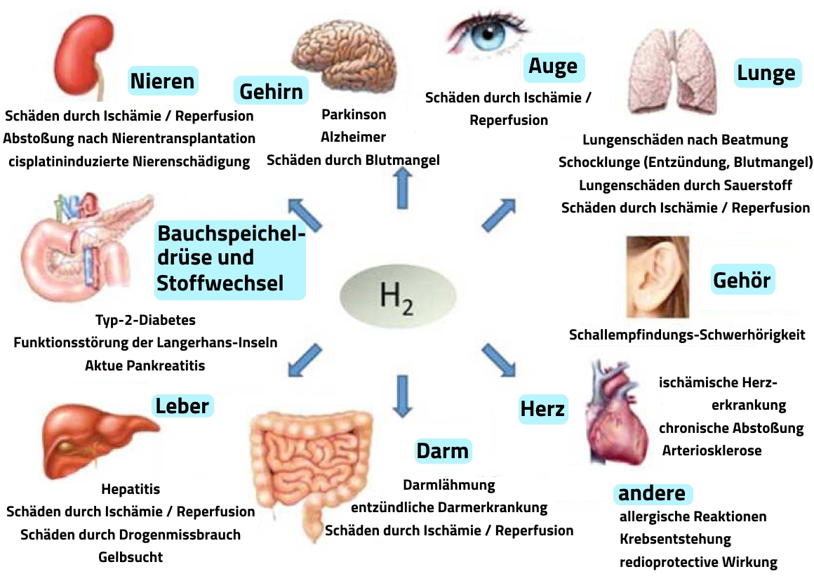 Therapeutische Wirkungsfelder des Wasserstoffs in verschiedenen Krankheitsmodellen