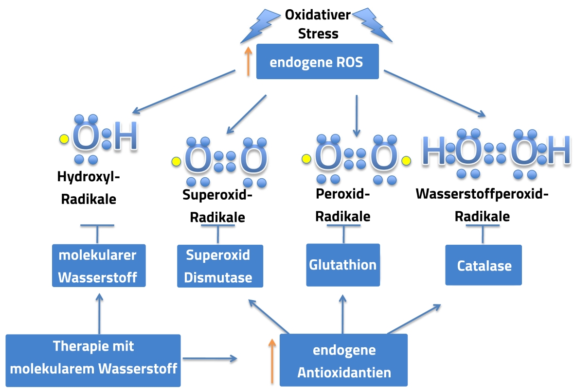 Wasserstofftherapie reduziert Hydorxyl-Radikale und verstärkt endogene Antioxidantien bei oxidativem Stress.
